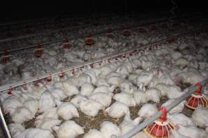 Orland Poultry SA 2014