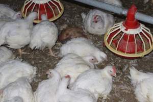 Dead featherless broiler chicken - Close to slaughter weight - Captured at Orland Poultry, Tailem Bend SA Australia.