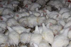 Broiler (meat) chickens, approx 7 weeks old - Close to slaughter weight - Captured at Orland Poultry, Tailem Bend SA Australia.