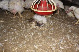 Dead broiler chicken - Close to slaughter weight - Captured at Orland Poultry, Tailem Bend SA Australia.