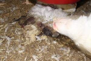 Dead broiler chicken - Close to slaughter weight - Captured at Orland Poultry, Tailem Bend SA Australia.