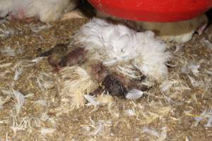 Broiler (meat) chickens, approx 7 weeks old - Close to slaughter weight - Captured at Orland Poultry, Tailem Bend SA Australia.