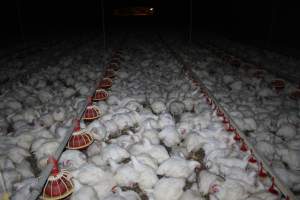 Broiler (meat) chickens, approx 7 weeks old - Close to slaughter weight - Captured at Orland Poultry, Tailem Bend SA Australia.