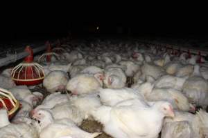 Broiler (meat) chickens, approx 7 weeks old - Close to slaughter weight - Captured at Orland Poultry, Tailem Bend SA Australia.