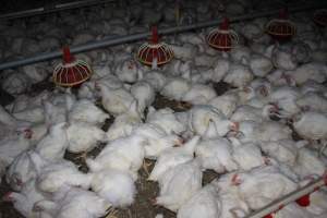 Broiler (meat) chickens, approx 7 weeks old - Close to slaughter weight - Captured at Orland Poultry, Tailem Bend SA Australia.