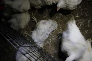 Dead broiler chicken - Close to slaughter weight - Captured at Orland Poultry, Tailem Bend SA Australia.