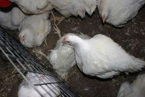 Dead broiler chicken - Close to slaughter weight - Captured at Orland Poultry, Tailem Bend SA Australia.
