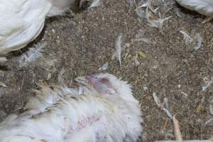 Dead broiler chicken - Close to slaughter weight - Captured at Orland Poultry, Tailem Bend SA Australia.