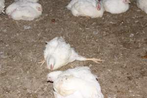 Broiler chicken with outstretched leg - Unable to walk properly - Captured at Orland Poultry, Tailem Bend SA Australia.