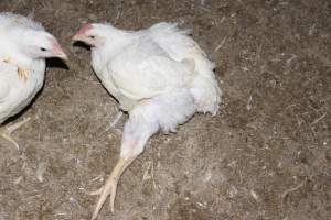 Broiler chicken with outstretched leg - Unable to walk properly - Captured at Orland Poultry, Tailem Bend SA Australia.
