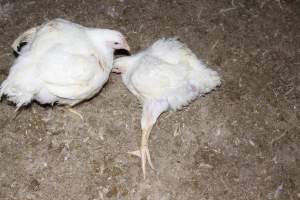 Broiler chicken with outstretched leg - Unable to walk properly - Captured at Orland Poultry, Tailem Bend SA Australia.