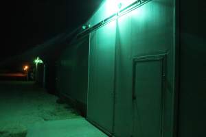 Broiler shed outside at night - Close to slaughter weight - Captured at Orland Poultry, Tailem Bend SA Australia.