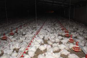 Broiler (meat) chickens, approx 7 weeks old - Close to slaughter weight - Captured at Orland Poultry, Tailem Bend SA Australia.