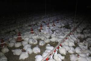 Broiler (meat) chickens, approx 7 weeks old - Close to slaughter weight - Captured at Orland Poultry, Tailem Bend SA Australia.