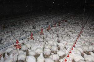 Broiler (meat) chickens, approx 7 weeks old - Close to slaughter weight - Captured at Orland Poultry, Tailem Bend SA Australia.