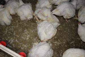 Broiler (meat) chickens, approx 7 weeks old - Close to slaughter weight - Captured at Orland Poultry, Tailem Bend SA Australia.