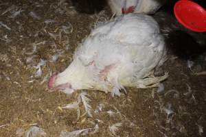 Dead broiler chicken - Close to slaughter weight - Captured at Orland Poultry, Tailem Bend SA Australia.