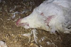 Dead broiler chicken - Close to slaughter weight - Captured at Orland Poultry, Tailem Bend SA Australia.