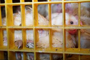 Broilers in transport trucks - Broilers in transport trucks at Melbourne Chicken Save Vigil - Captured at La Ionica Poultry, Thomastown VIC Australia.