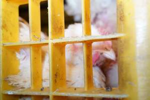 Broilers in transport trucks - Broilers in transport trucks at Melbourne Chicken Save Vigil - Captured at La Ionica Poultry, Thomastown VIC Australia.