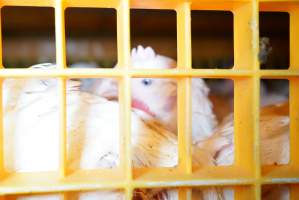 Broilers in transport trucks - Broilers in transport trucks at Melbourne Chicken Save Vigil - Captured at La Ionica Poultry, Thomastown VIC Australia.