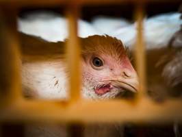 Broilers in transport trucks - Broilers in transport trucks at Melbourne Chicken Save Vigil - Captured at La Ionica Poultry, Thomastown VIC Australia.