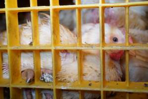 Broilers in transport trucks - Broilers in transport trucks at Melbourne Chicken Save Vigil - Captured at La Ionica Poultry, Thomastown VIC Australia.