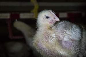 Broiler (meat) chickens approx 2 weeks - Captured at VIC.
