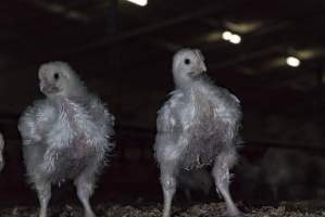 Broiler (meat) chickens approx 2 weeks - Captured at VIC.