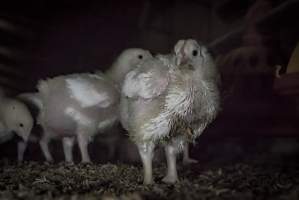 Broiler (meat) chickens approx 2 weeks - Captured at VIC.