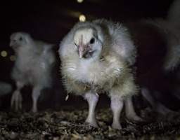 Broiler (meat) chickens approx 2 weeks - Captured at VIC.