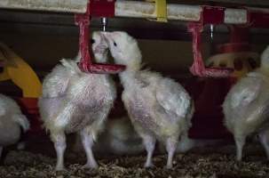 Broiler (meat) chickens approx 2 weeks - Captured at VIC.