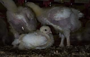 Broiler (meat) chickens approx 2 weeks - Captured at VIC.