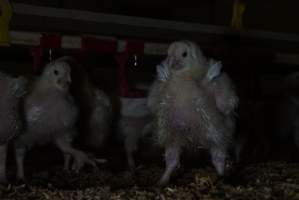 Broiler (meat) chickens approx 2 weeks - Captured at VIC.