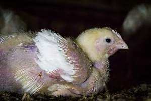 Broiler (meat) chickens approx 2 weeks - Captured at VIC.
