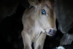 Bobby calves in slaughterhouse holding pen - Captured at Tasmanian Quality Meats Abattoir, Cressy TAS Australia.