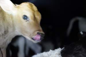 Bobby calves in slaughterhouse holding pen - Captured at Tasmanian Quality Meats Abattoir, Cressy TAS Australia.