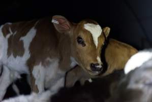 Bobby calves in slaughterhouse holding pen - Captured at Tasmanian Quality Meats Abattoir, Cressy TAS Australia.