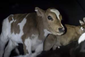 Bobby calves in slaughterhouse holding pen - Captured at Tasmanian Quality Meats Abattoir, Cressy TAS Australia.