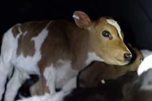 Bobby calves in slaughterhouse holding pen - Captured at Tasmanian Quality Meats Abattoir, Cressy TAS Australia.