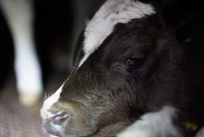 Bobby calves in slaughterhouse holding pen - Captured at Tasmanian Quality Meats Abattoir, Cressy TAS Australia.