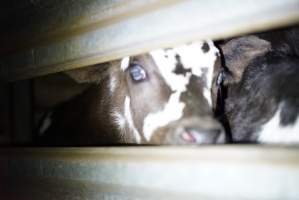 Bobby calves in slaughterhouse holding pen - Captured at Tasmanian Quality Meats Abattoir, Cressy TAS Australia.