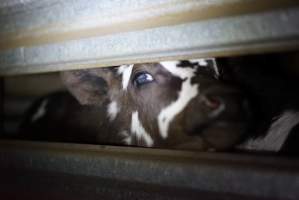 Bobby calves in slaughterhouse holding pen - Captured at Tasmanian Quality Meats Abattoir, Cressy TAS Australia.