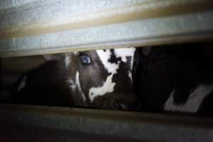 Bobby calves in slaughterhouse holding pen - Captured at Tasmanian Quality Meats Abattoir, Cressy TAS Australia.