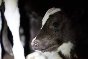 Bobby calves in slaughterhouse holding pen - Captured at Tasmanian Quality Meats Abattoir, Cressy TAS Australia.