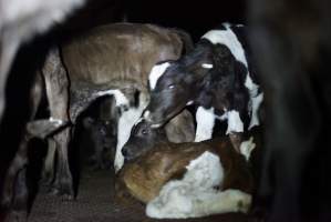 Bobby calves in slaughterhouse holding pen - Captured at Tasmanian Quality Meats Abattoir, Cressy TAS Australia.