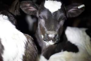 Bobby calves in slaughterhouse holding pen - Captured at Tasmanian Quality Meats Abattoir, Cressy TAS Australia.