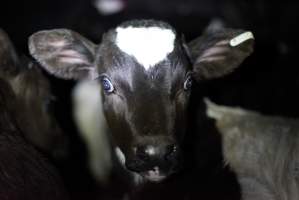 Bobby calves in slaughterhouse holding pen - Captured at Tasmanian Quality Meats Abattoir, Cressy TAS Australia.