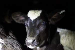 Bobby calves in slaughterhouse holding pen - Captured at Tasmanian Quality Meats Abattoir, Cressy TAS Australia.