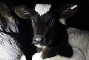 Bobby calves in slaughterhouse holding pen - Captured at Tasmanian Quality Meats Abattoir, Cressy TAS Australia.